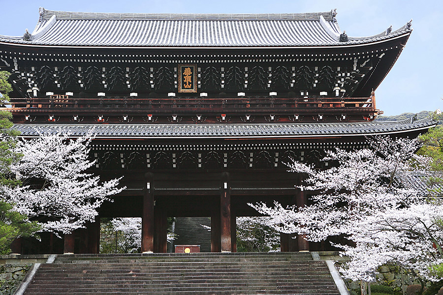 知恩院 桜