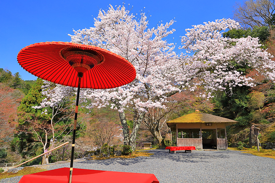 白龍園 桜