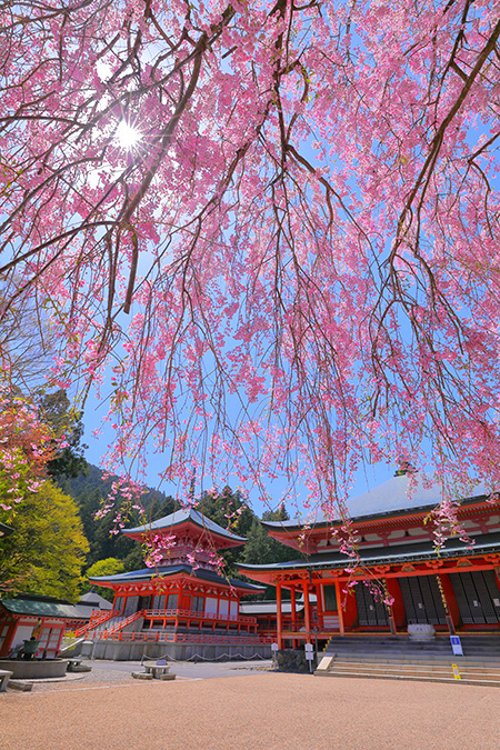 比叡山延暦寺 桜