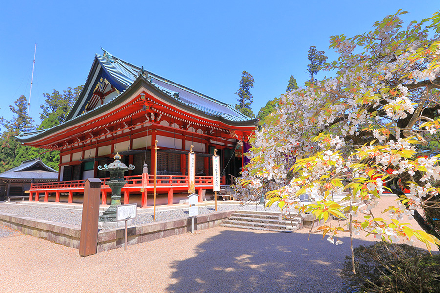 比叡山延暦寺 桜