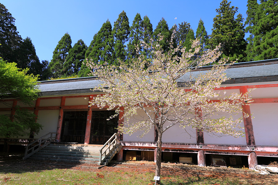 比叡山延暦寺 桜