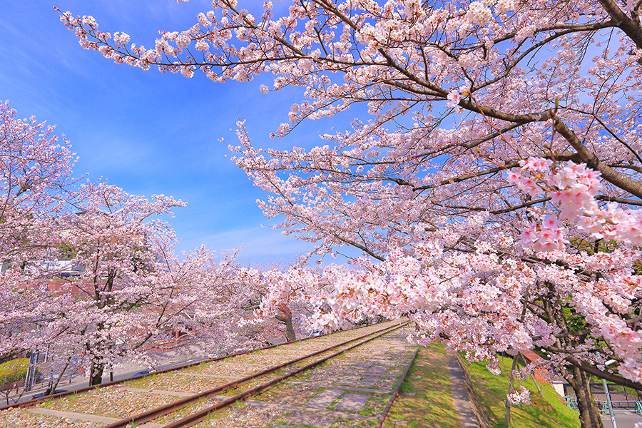 インクライン 桜