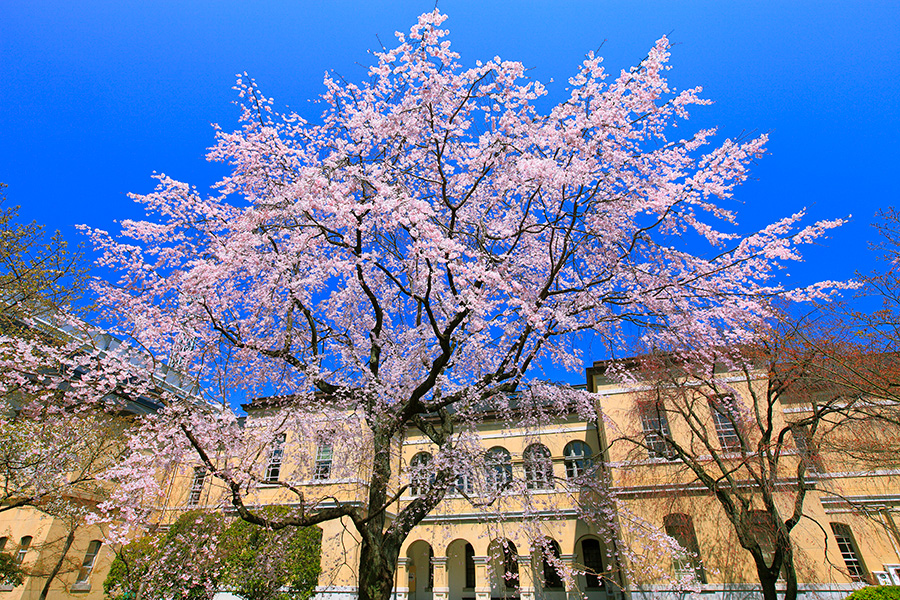 京都府庁旧本館 桜