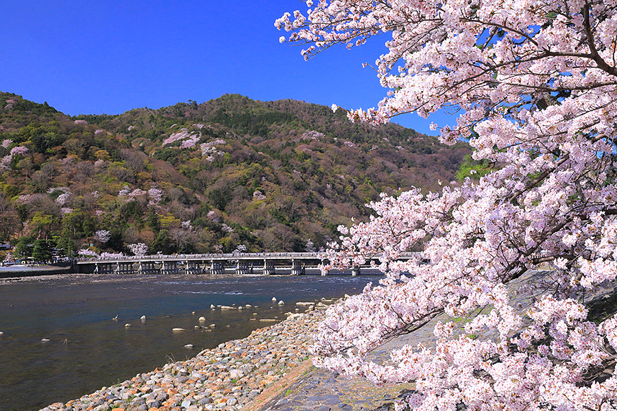 京都 桜 写真