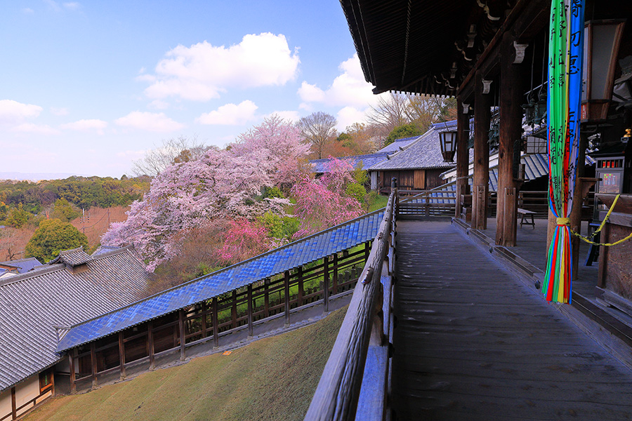 二月堂 桜