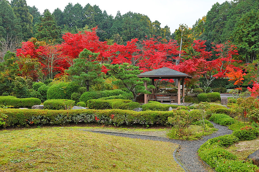 大池寺 紅葉